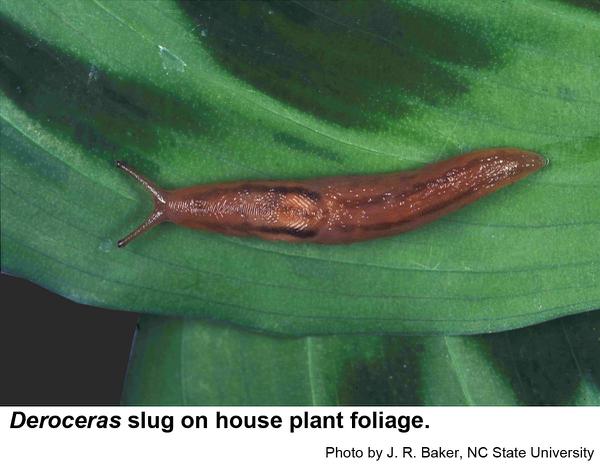 Slugs in the genus Deroceras